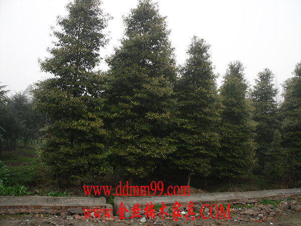 �۶���ľ��˿�ľ��������