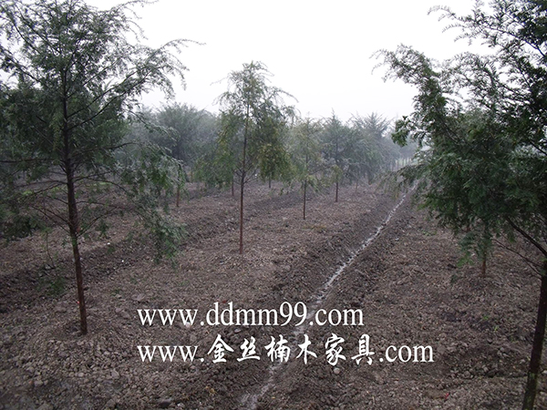 �۶���ľ�й��춹ɼ��������